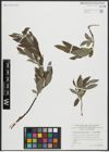 Foto von Salix appendiculata Vill. x Salix eleagnos Scop.